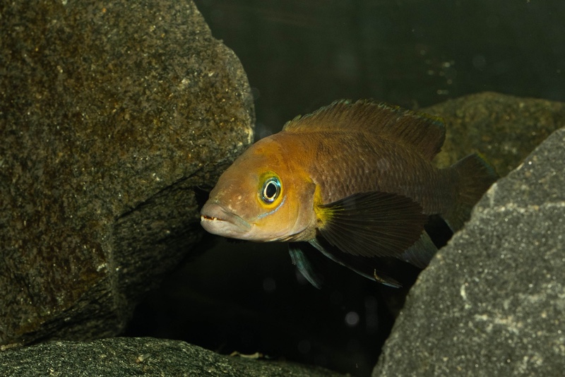 Neolamprologus sp. aff. 'pectoralis' Kiku